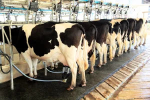 solutions hocl acid application work for barn disinfection