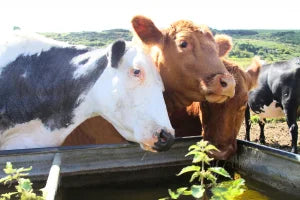 solutions hocl acid use in water in troughs