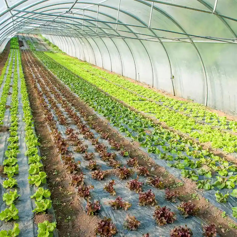 solutions hocl hypochlorous acid cleaner use in farms greenhouse