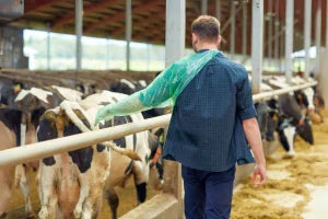 solutions hocl acid application use in hoof treatments for cows