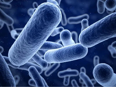 Lactic Acid Bacteria
