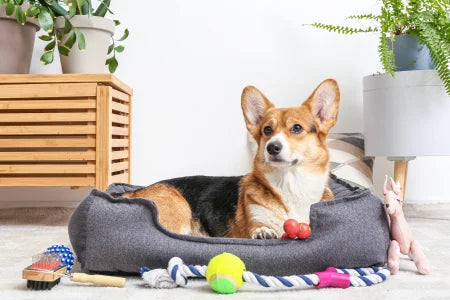 cleaning pet areas use general method all purpose cleaner