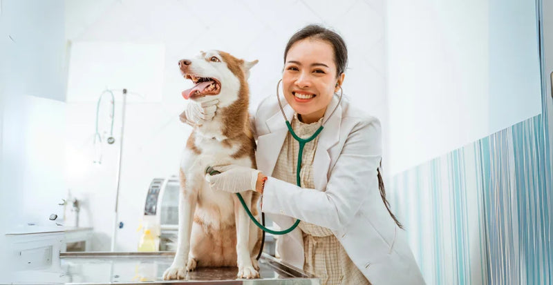 HOCl pet care professionals first choice for cleaning
