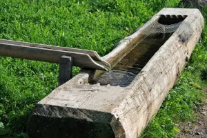 Drinking water in troughs