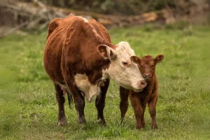 solutions hocl acid use on sick areas of animals
