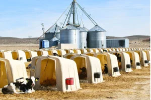 solutions hocl acid use in Calving sheds with animal present
